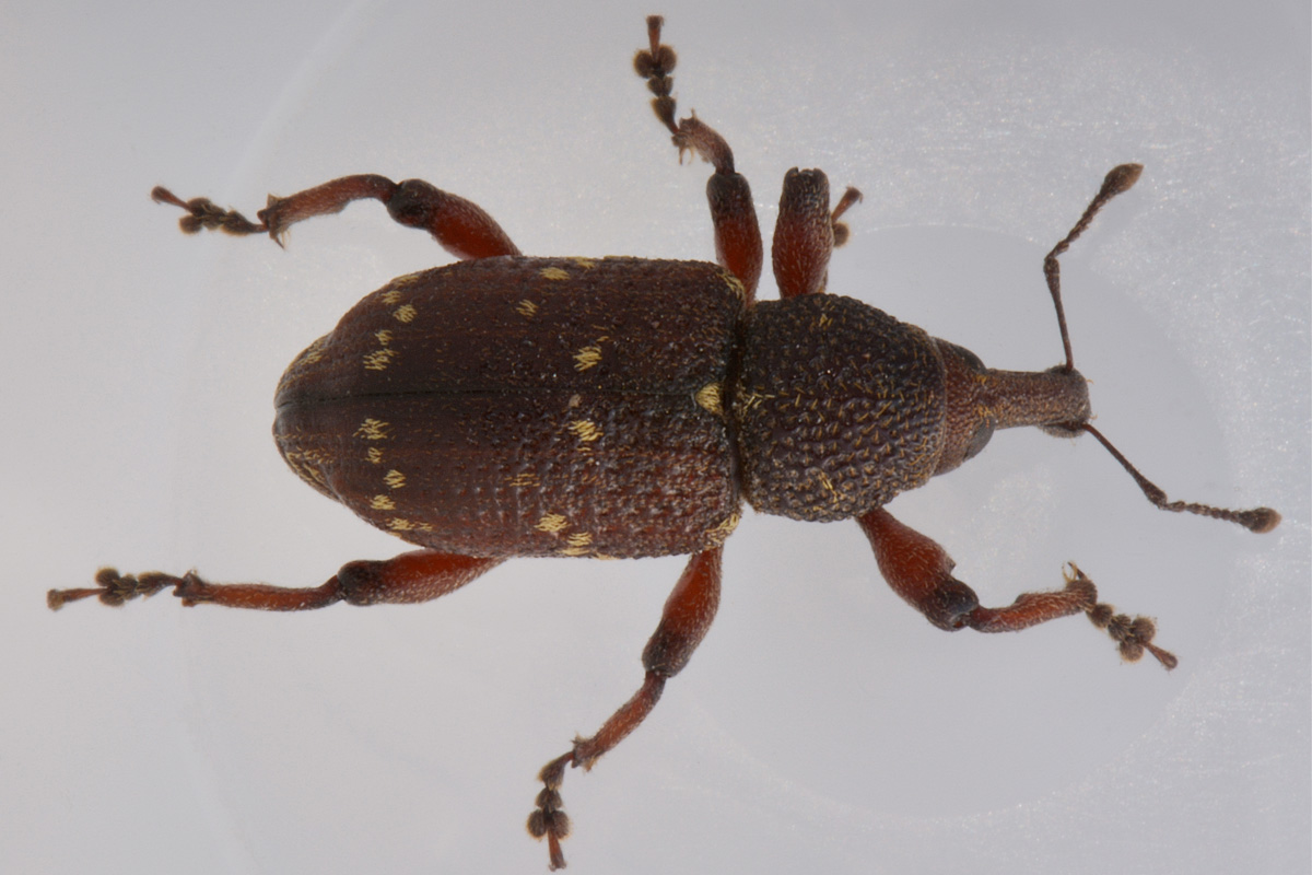 Curculionidae:  Hylobius transversovittatus?  S !